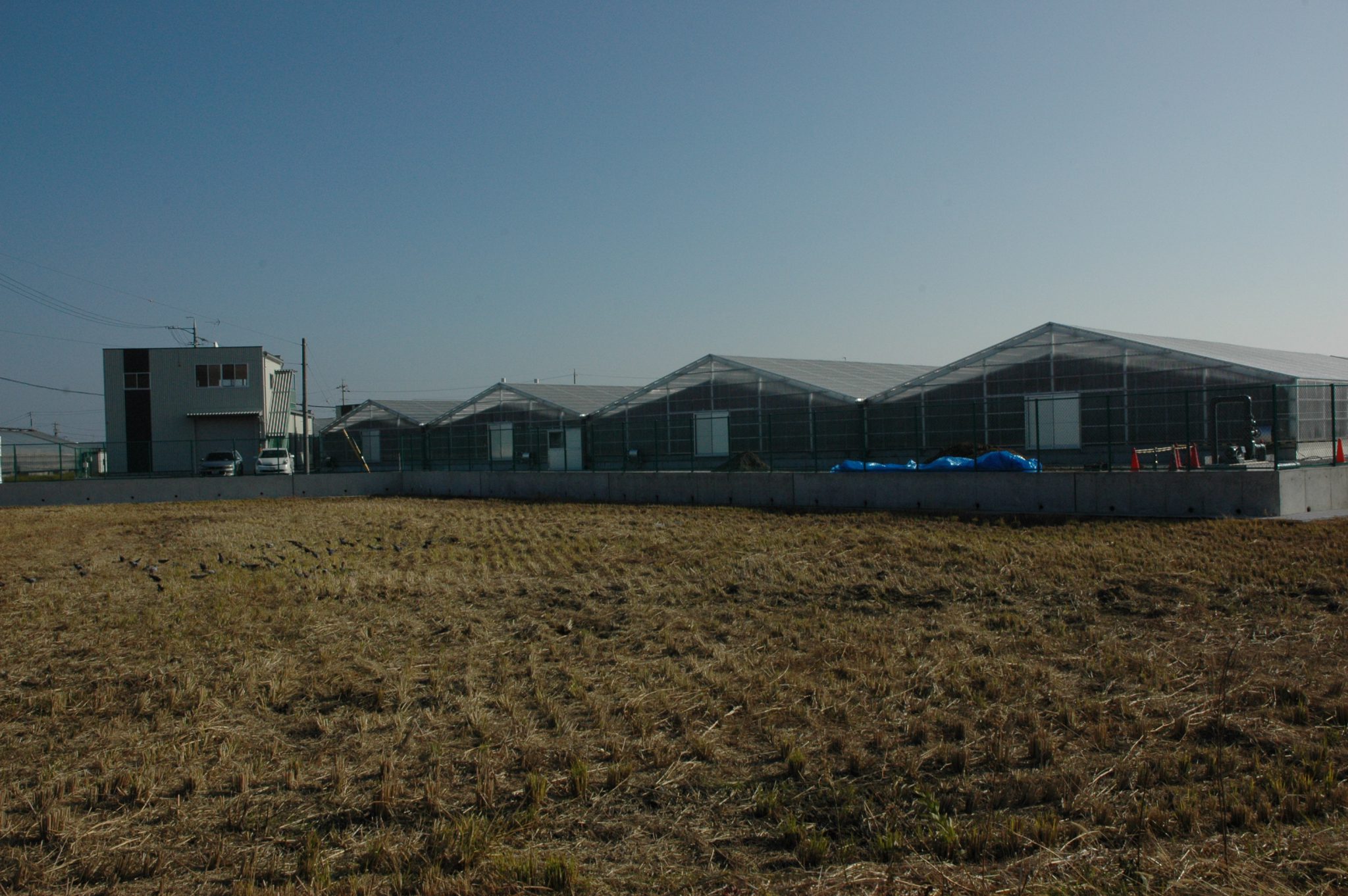 石川水産様養鰻池